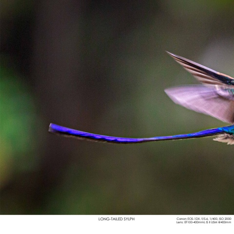 Hummingbirds