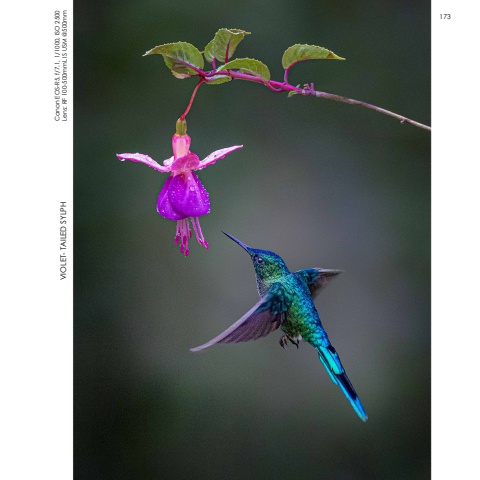 Hummingbirds