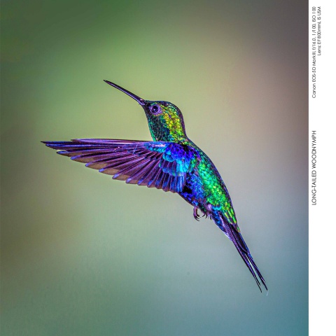 Hummingbirds