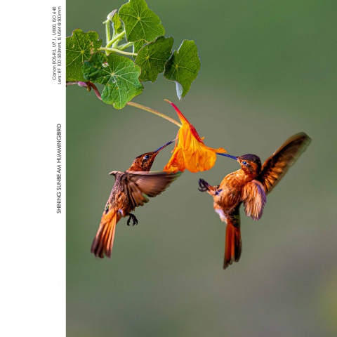 Hummingbirds