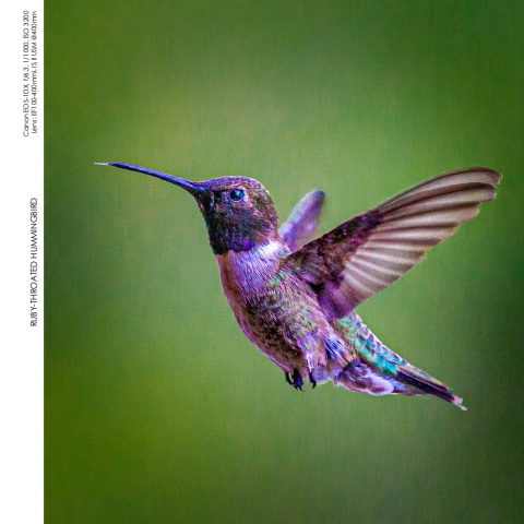 Hummingbirds