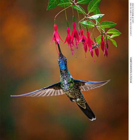 Hummingbirds