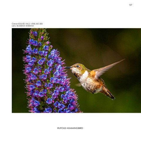 Hummingbirds