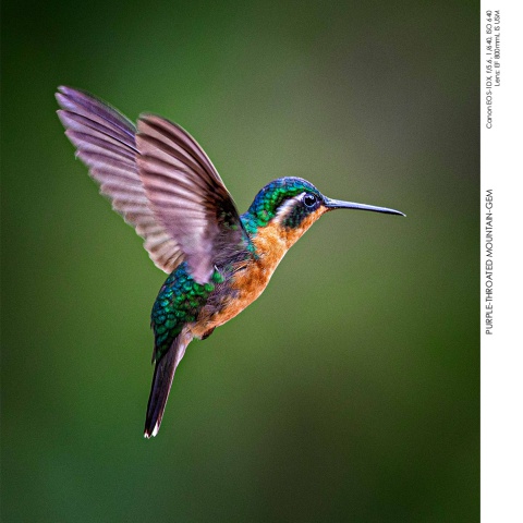 Hummingbirds