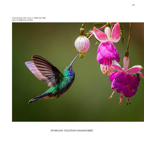 Hummingbirds