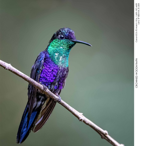 Hummingbirds