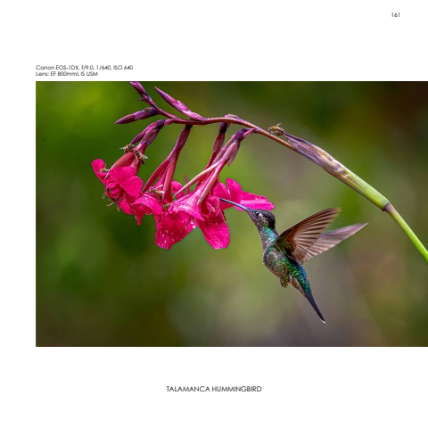 Hummingbirds