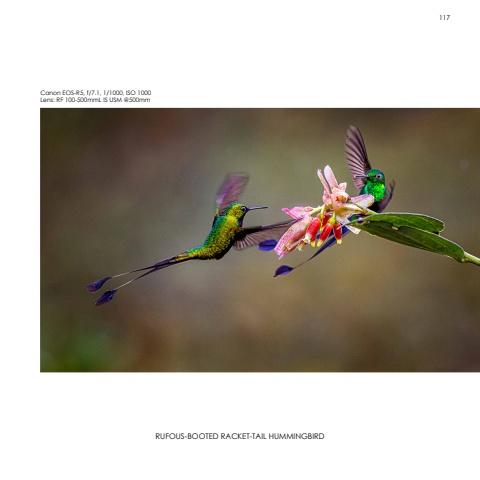 Hummingbirds