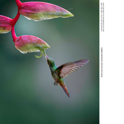 Hummingbirds