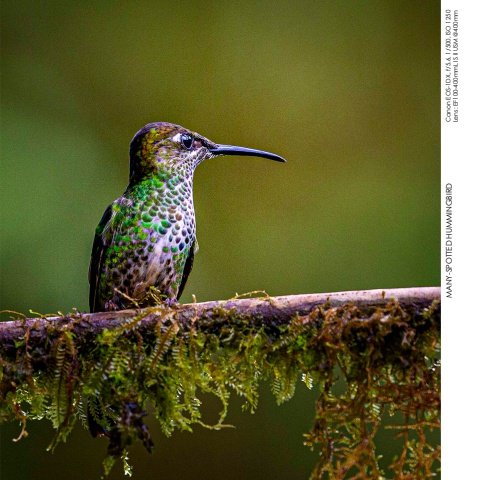 Hummingbirds