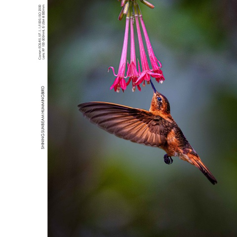 Hummingbirds