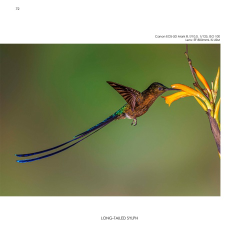 Hummingbirds