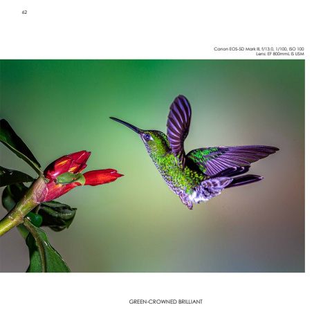 Hummingbirds