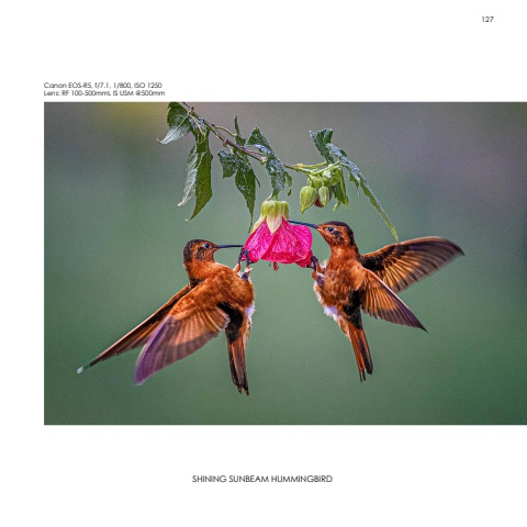 Hummingbirds