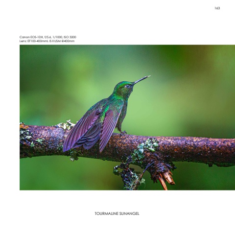 Hummingbirds
