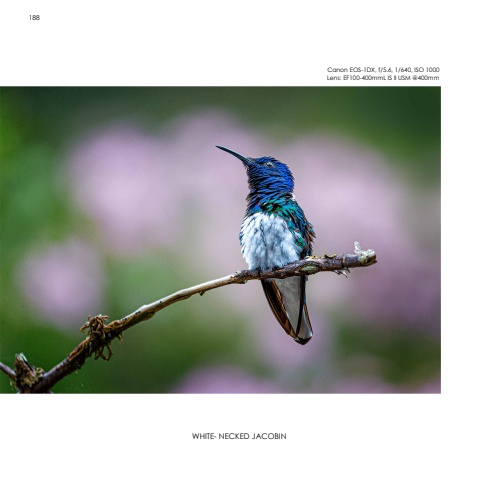 Hummingbirds