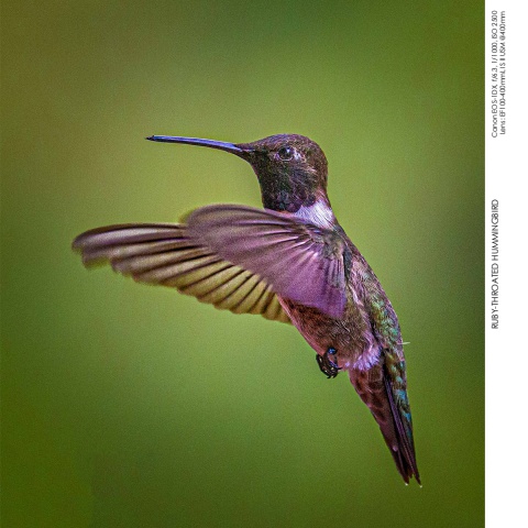 Hummingbirds