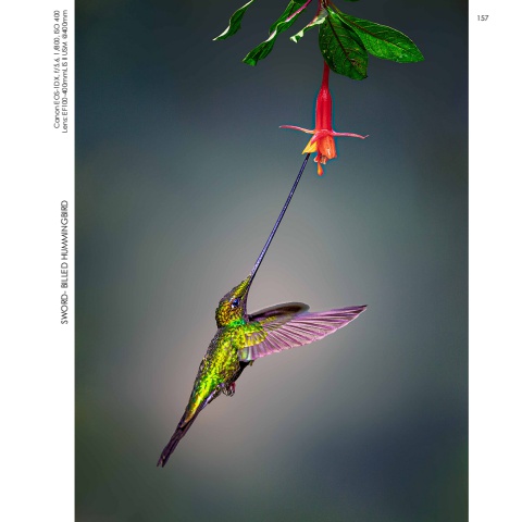 Hummingbirds