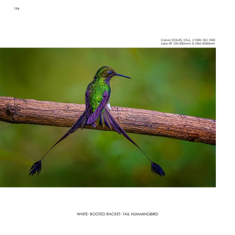Hummingbirds