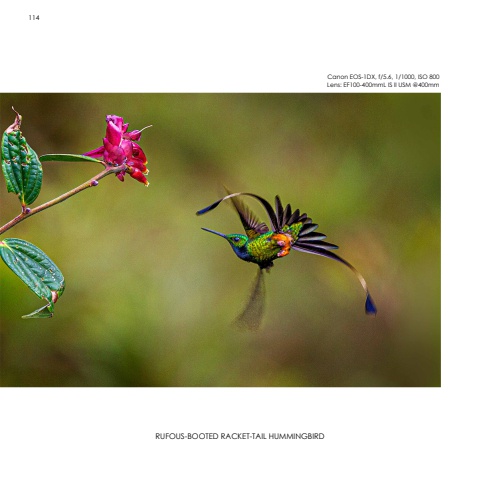 Hummingbirds