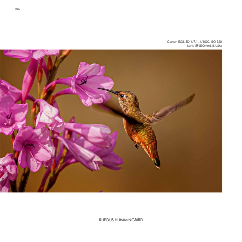 Hummingbirds