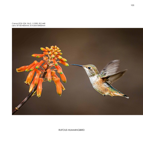 Hummingbirds