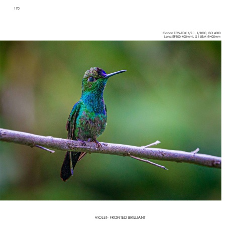 Hummingbirds