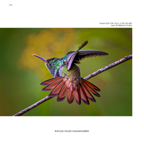 Hummingbirds