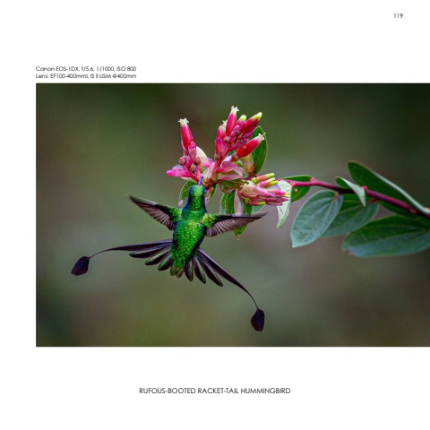 Hummingbirds