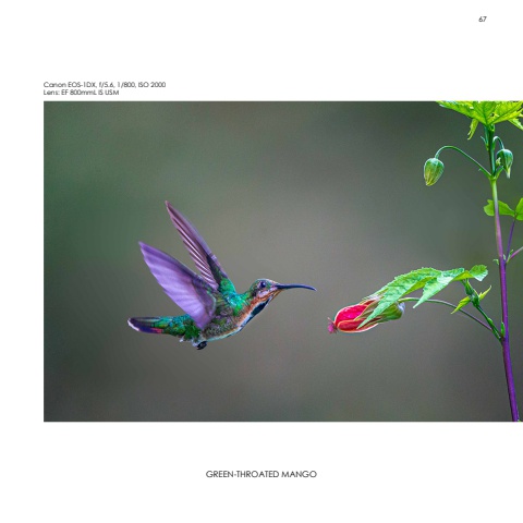 Hummingbirds