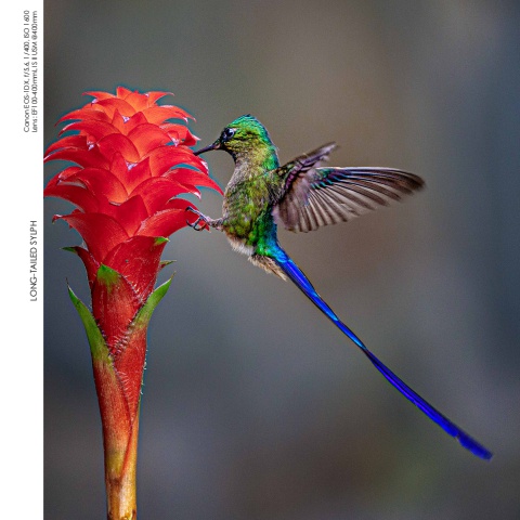 Hummingbirds