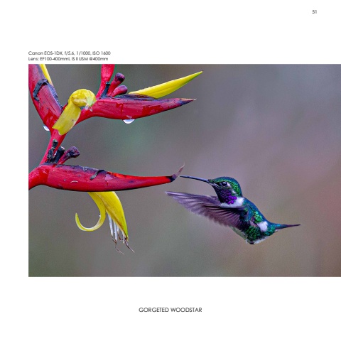 Hummingbirds