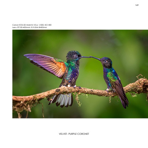 Hummingbirds