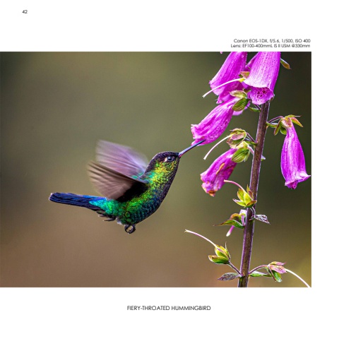 Hummingbirds