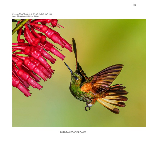 Hummingbirds