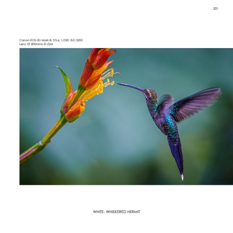 Hummingbirds