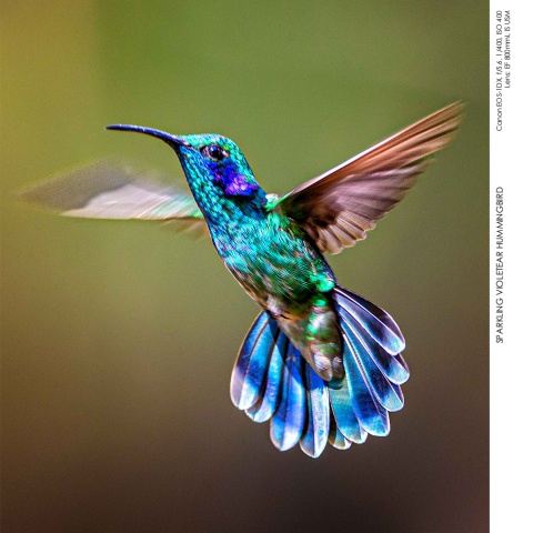 Hummingbirds
