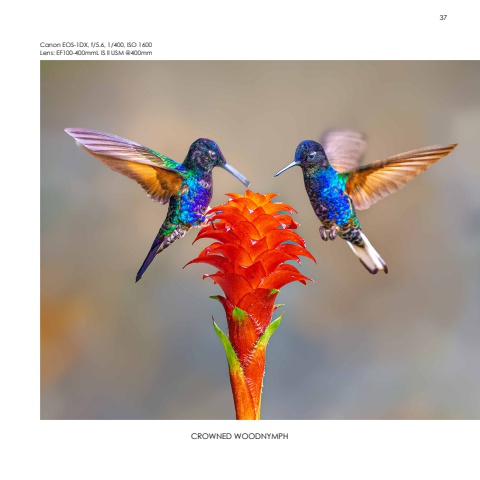 Hummingbirds