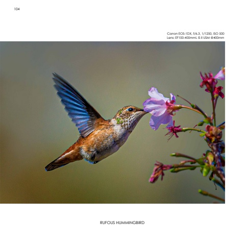 Hummingbirds