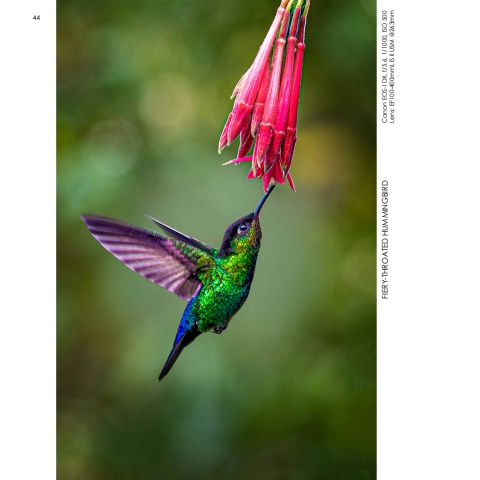 Hummingbirds