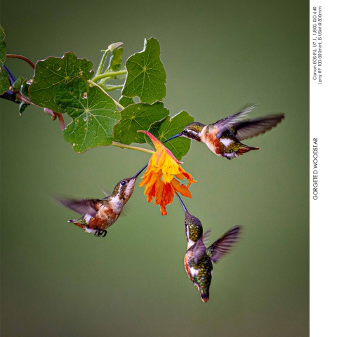 Hummingbirds