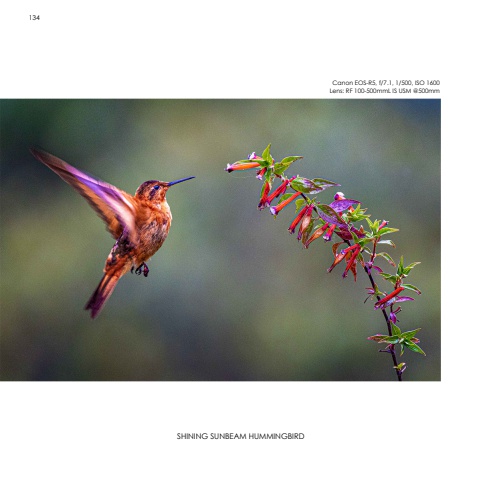 Hummingbirds