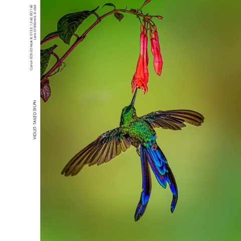 Hummingbirds