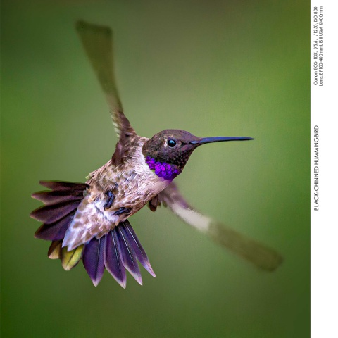 Hummingbirds
