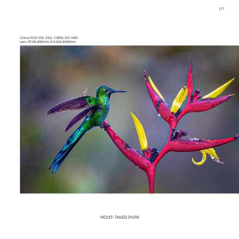 Hummingbirds