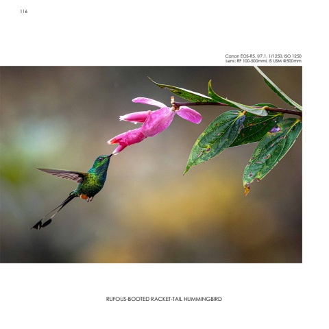 Hummingbirds