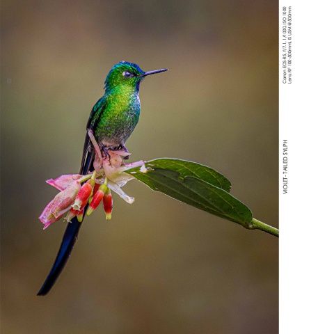 Hummingbirds