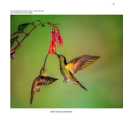 Hummingbirds