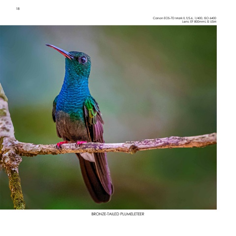 Hummingbirds