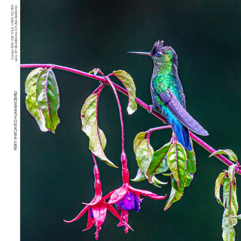 Hummingbirds